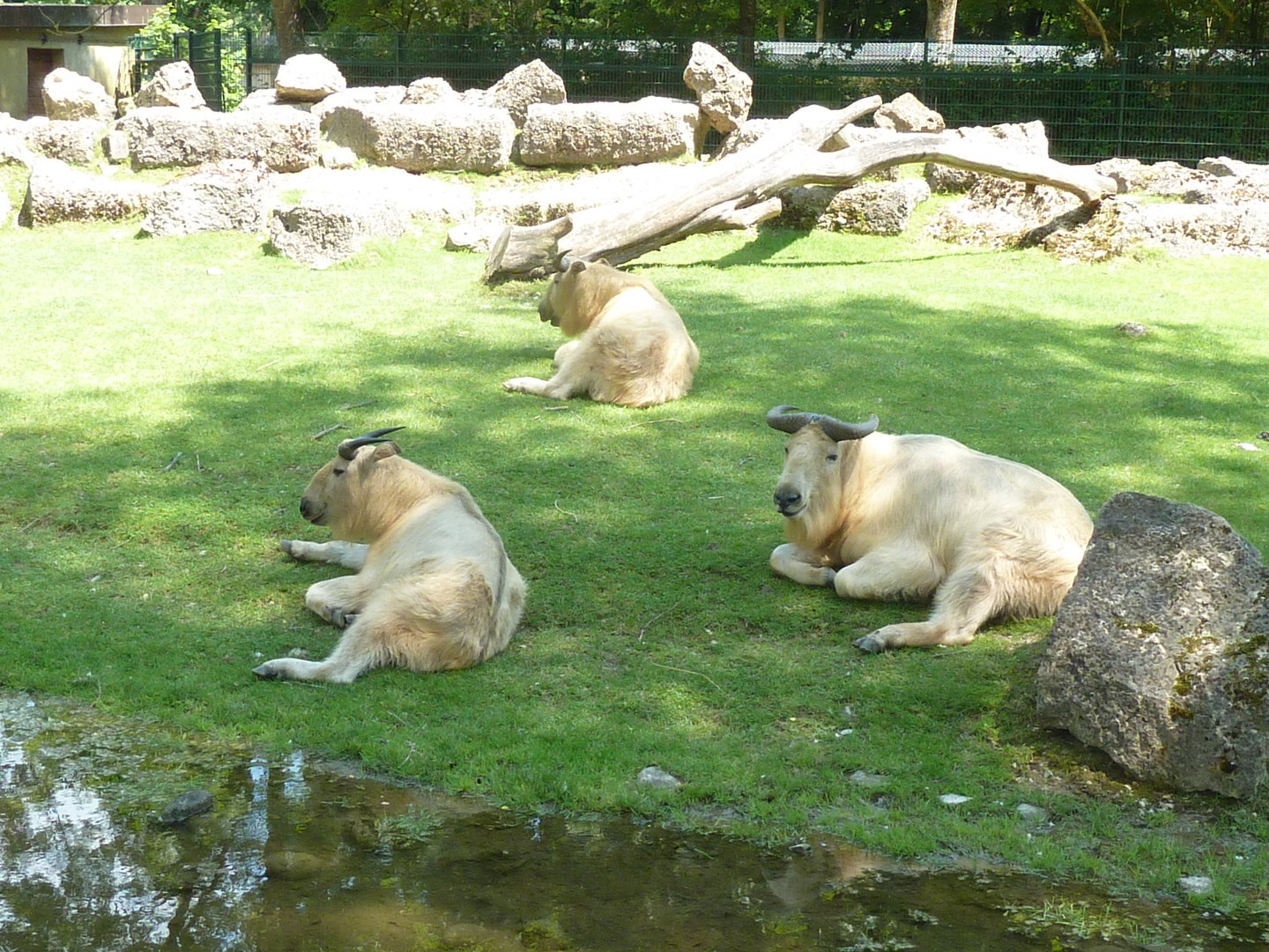 Shensi takin - Budorcas taxicolor bedfordi