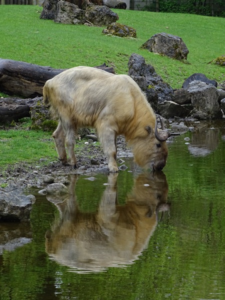 Shensi takin (Budorcas taxicolor bedfordi)