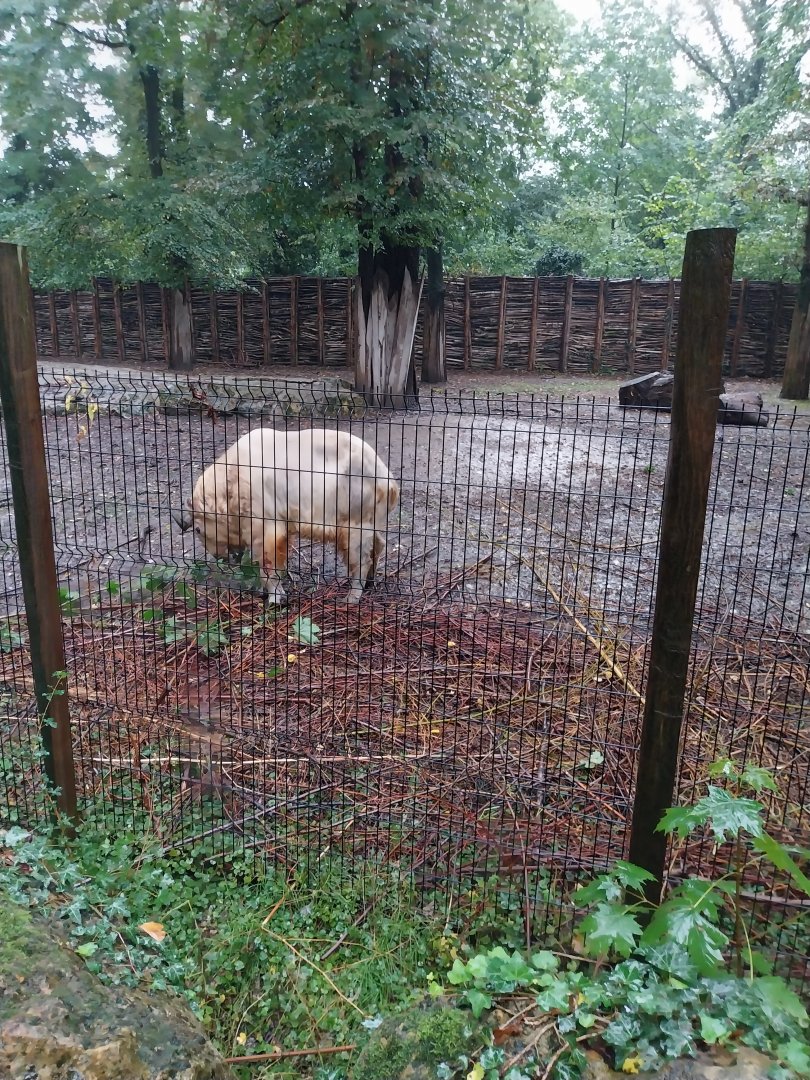 Shensi takin (Budorcas taxicolor bedfordi)