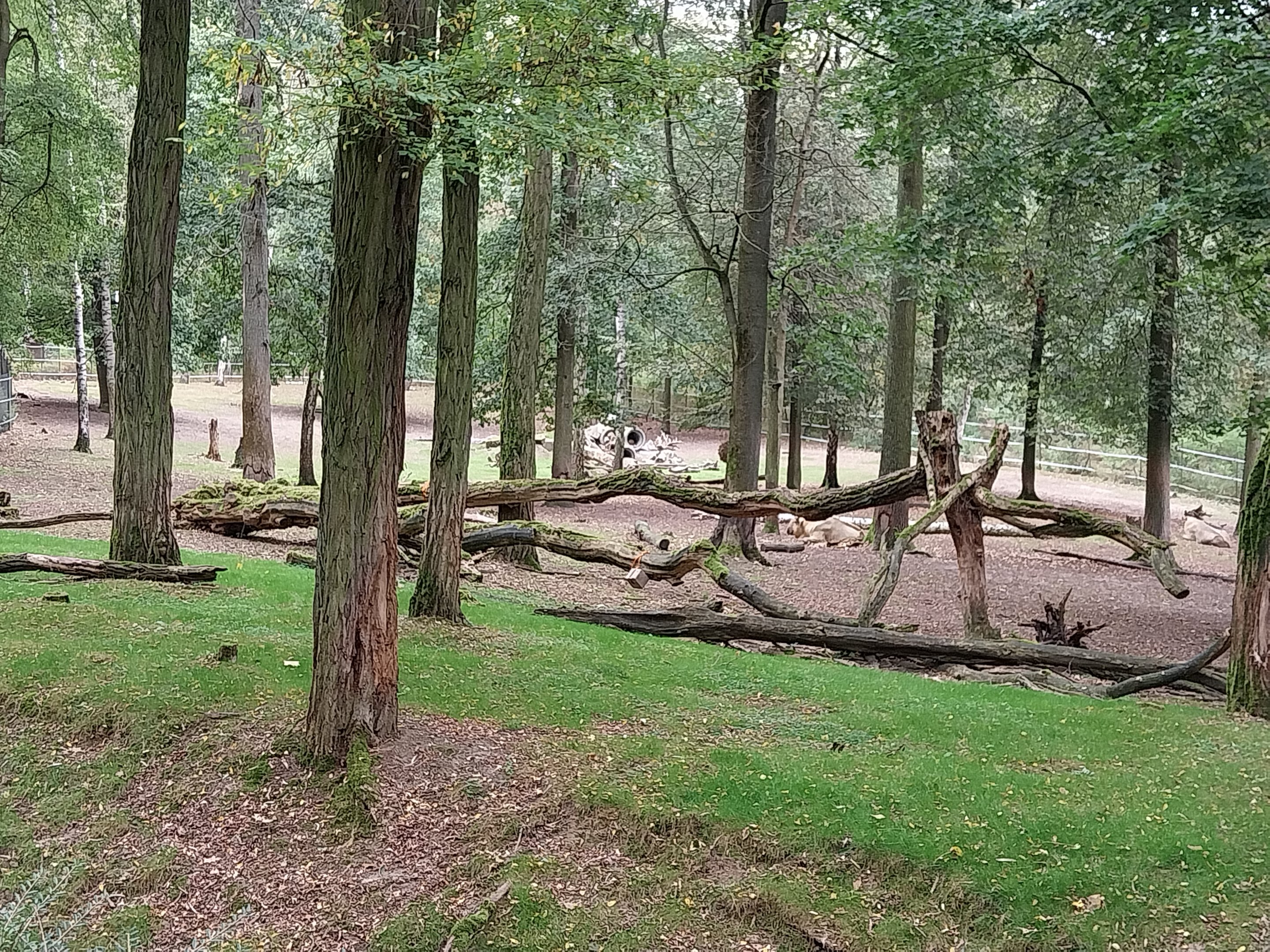 Shensi Takin (Budorcas taxicolor bedfordi)