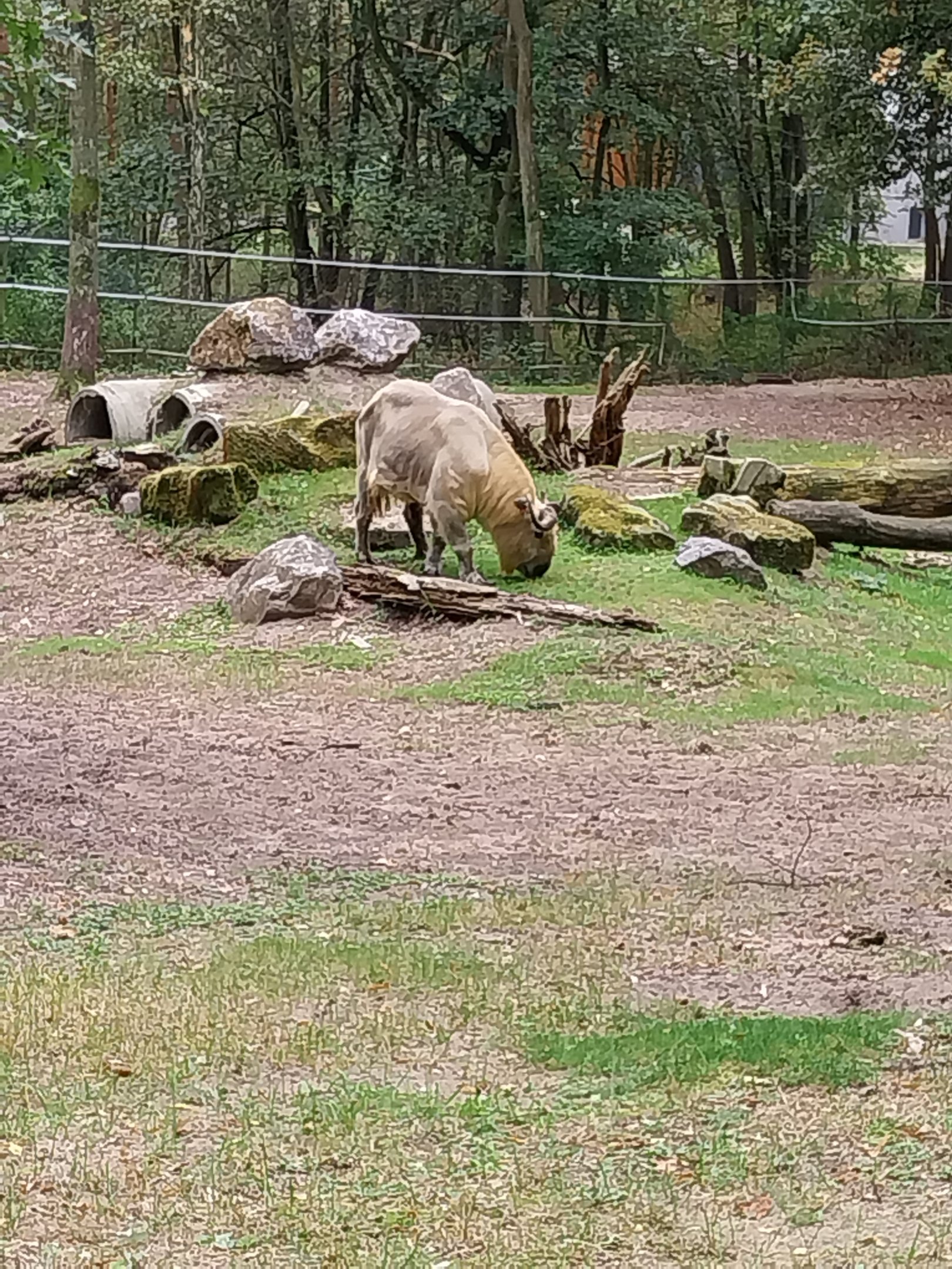 Shensi Takin (Budorcas taxicolor bedfordi)
