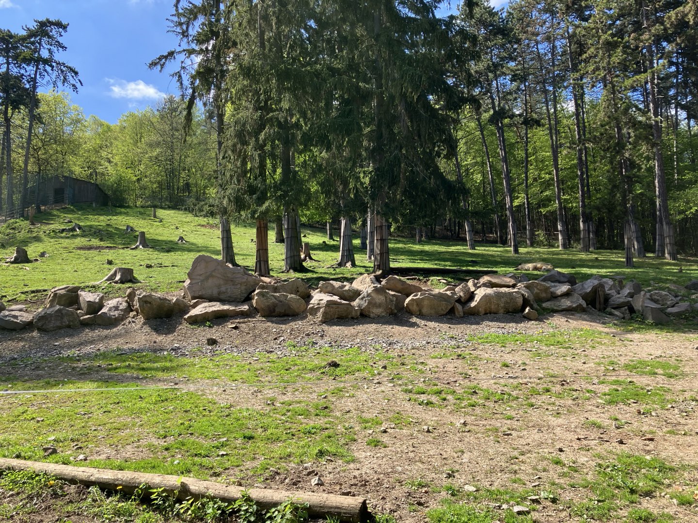 Shensi takin exhibit-09/2023