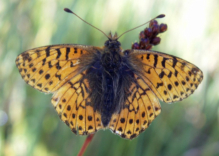 Shepherd's Fritillary (Boloria pales)