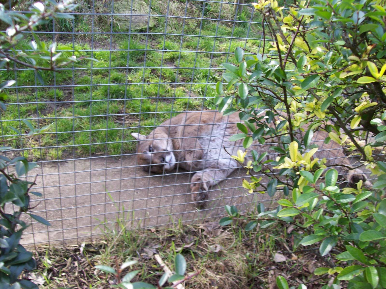 Shepreth wildlife park