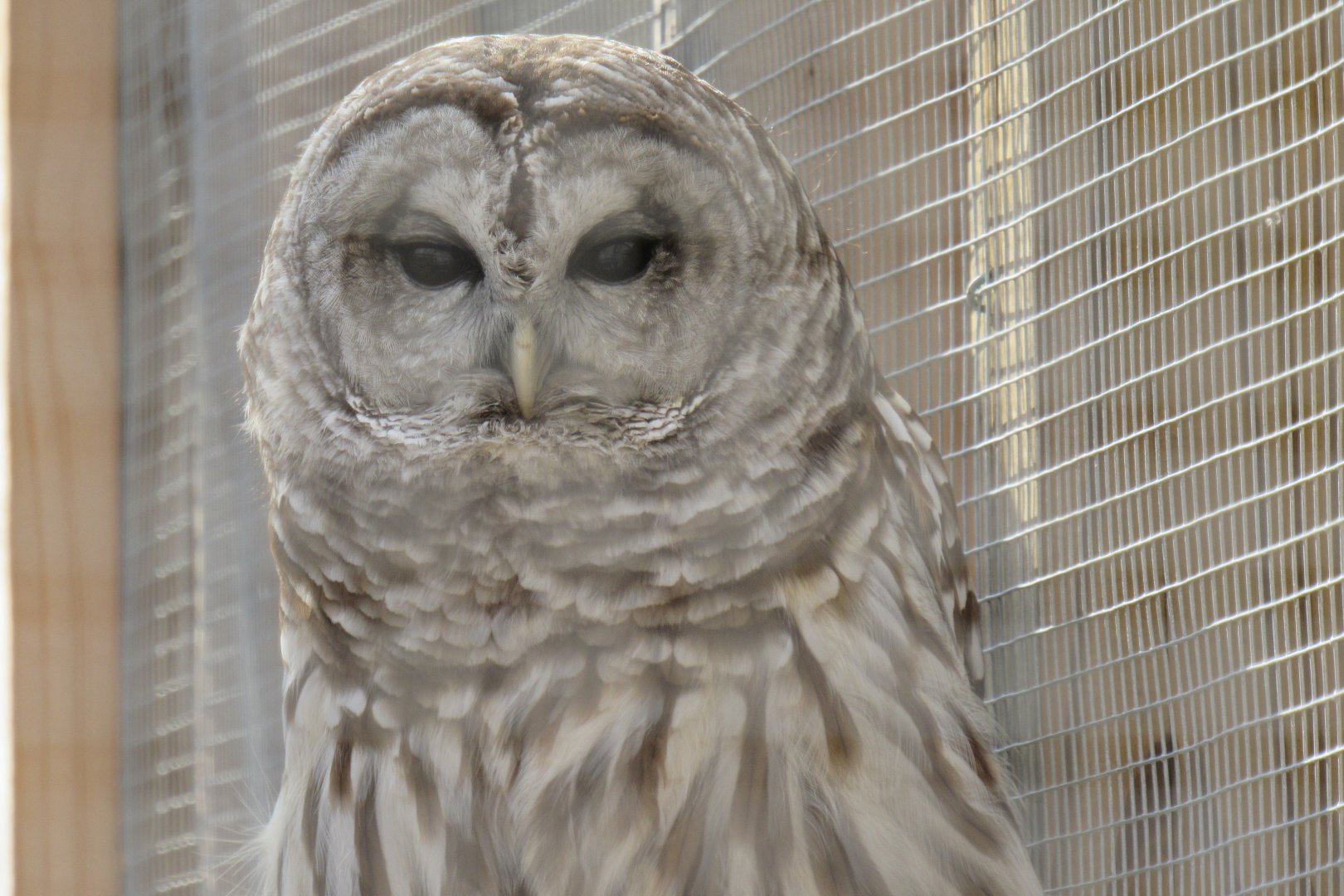 Sherlock the barred owl