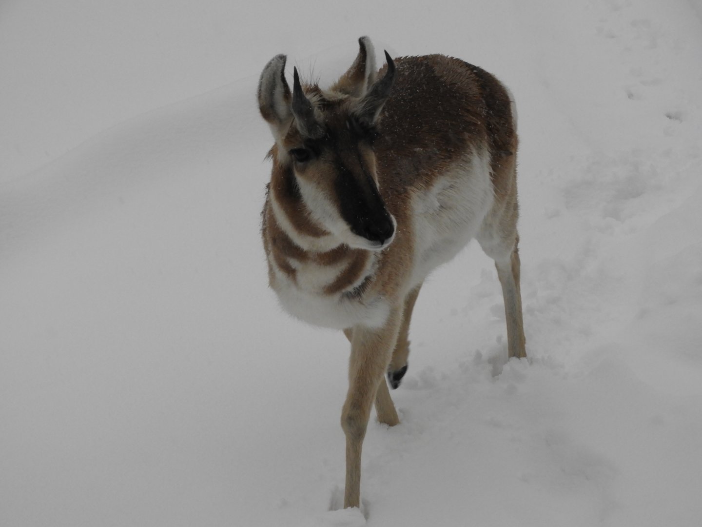 Sherman the Pronghorn (Antilocapra americana)