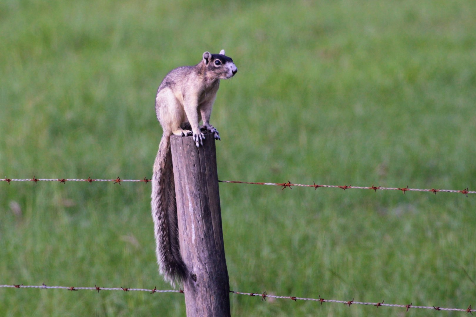 Sherman’s Fox Squirrel