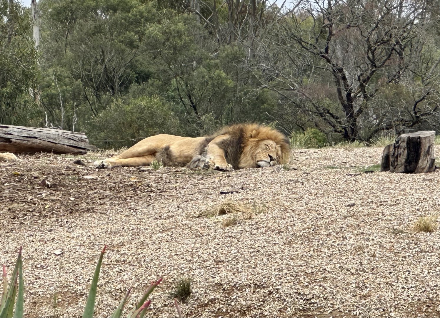 Sheru (African lion)