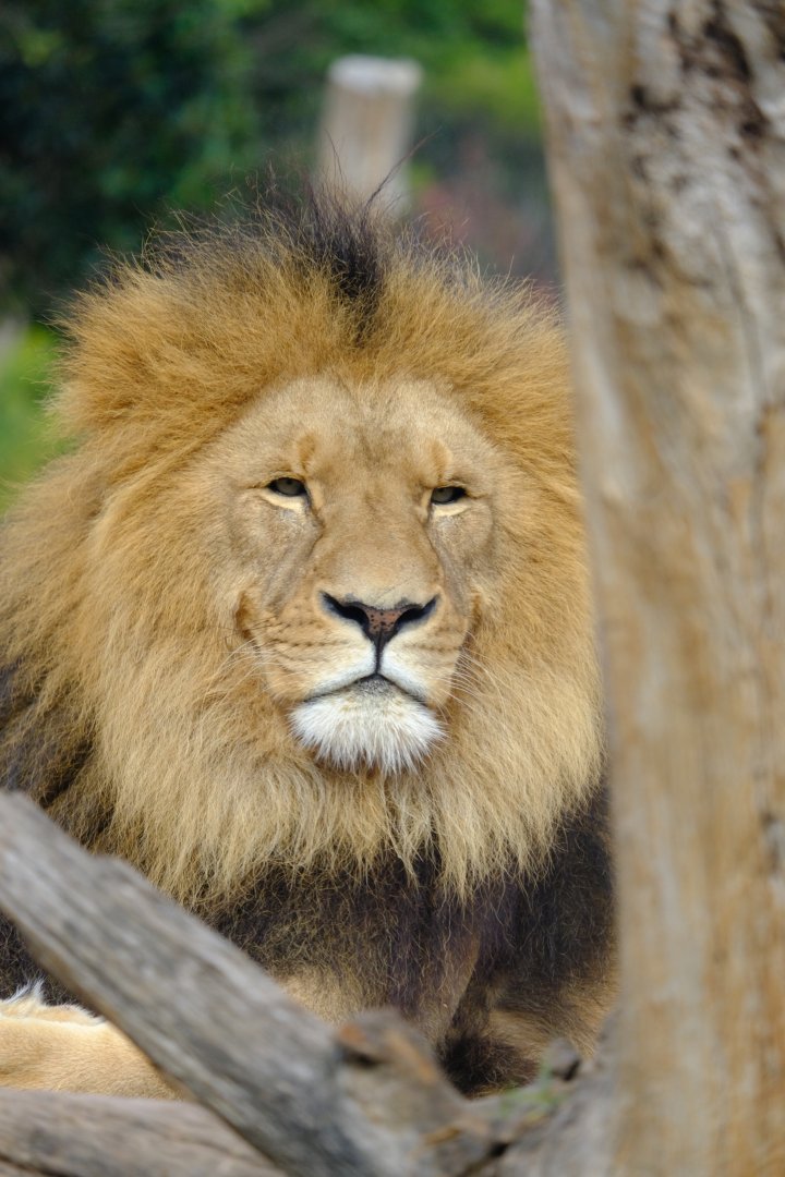 Sheru - Werribee Open Range Zoo