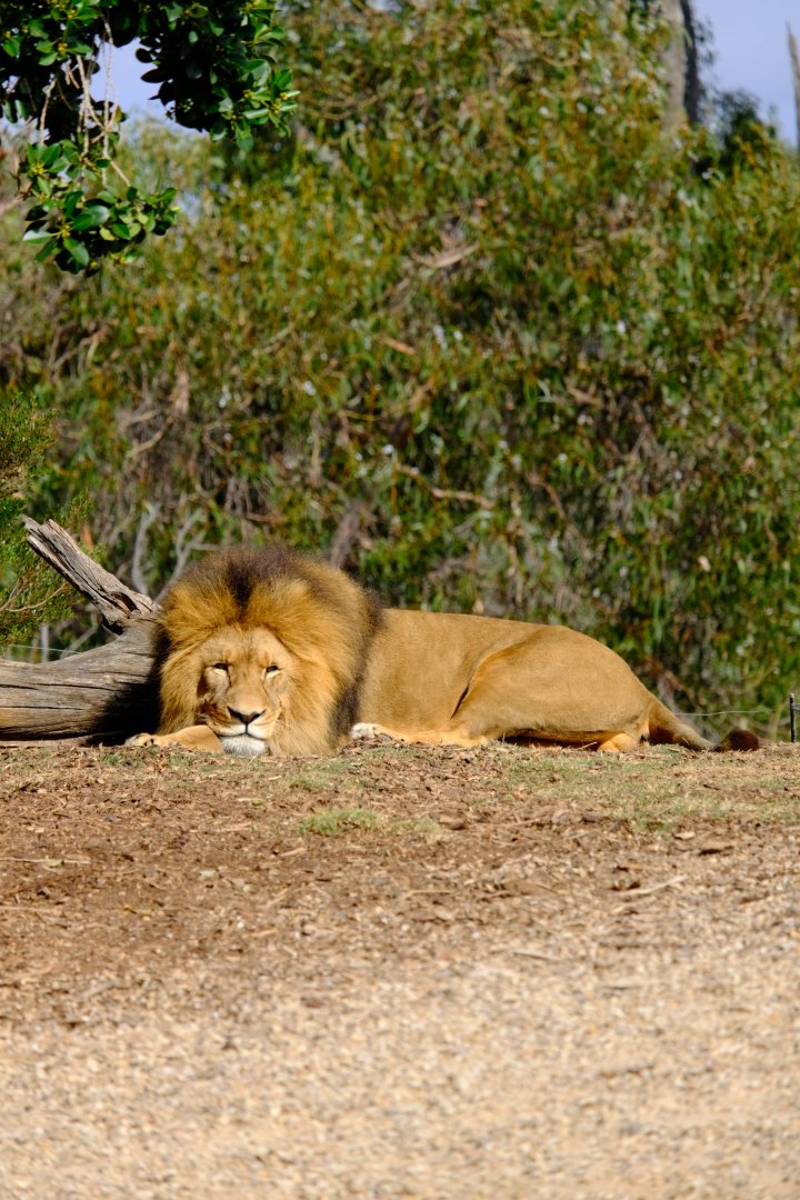 Sheru - Werribee Open Range Zoo