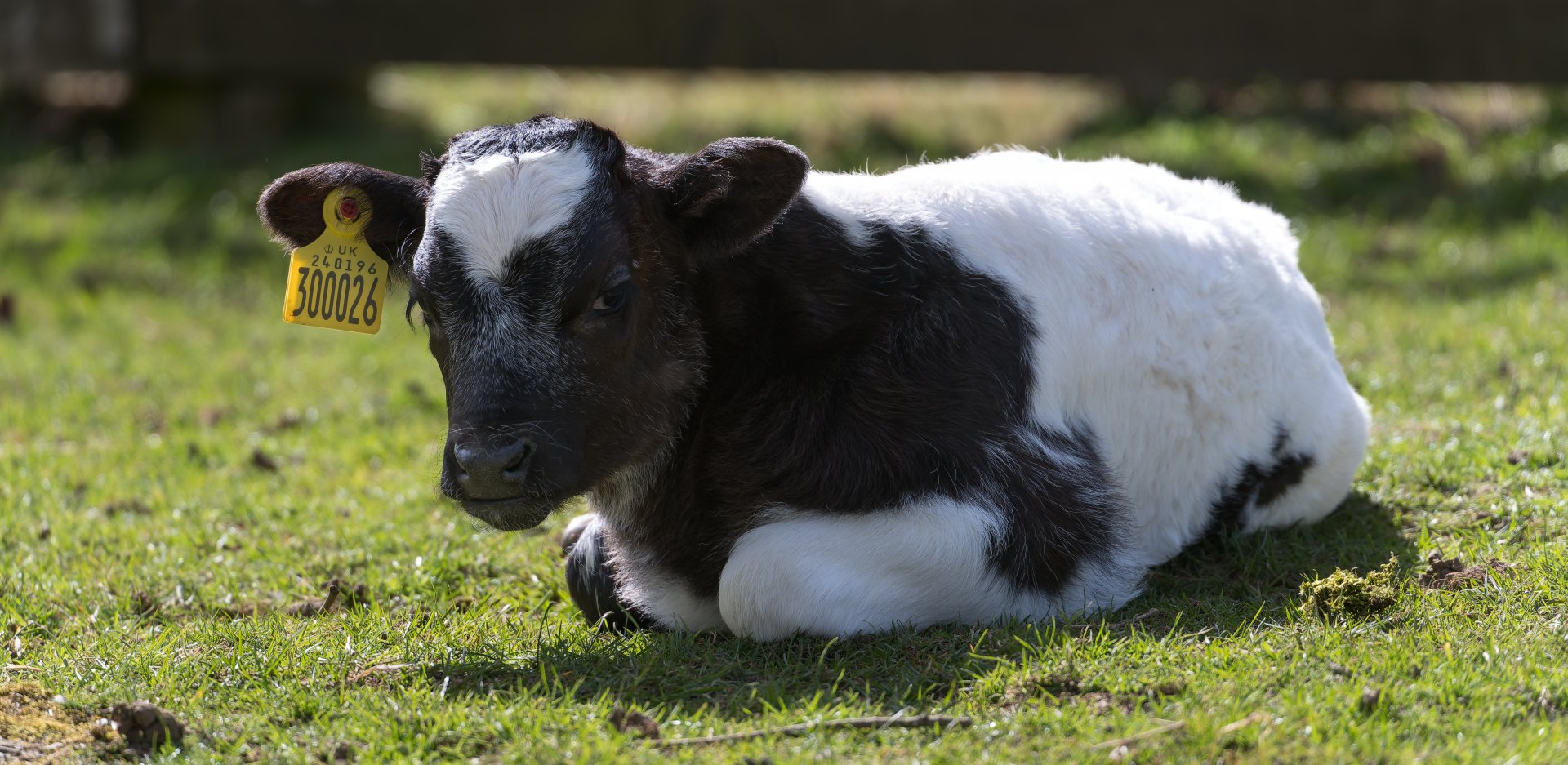 Shetland cow calf , ZSL Whipsnade, UK