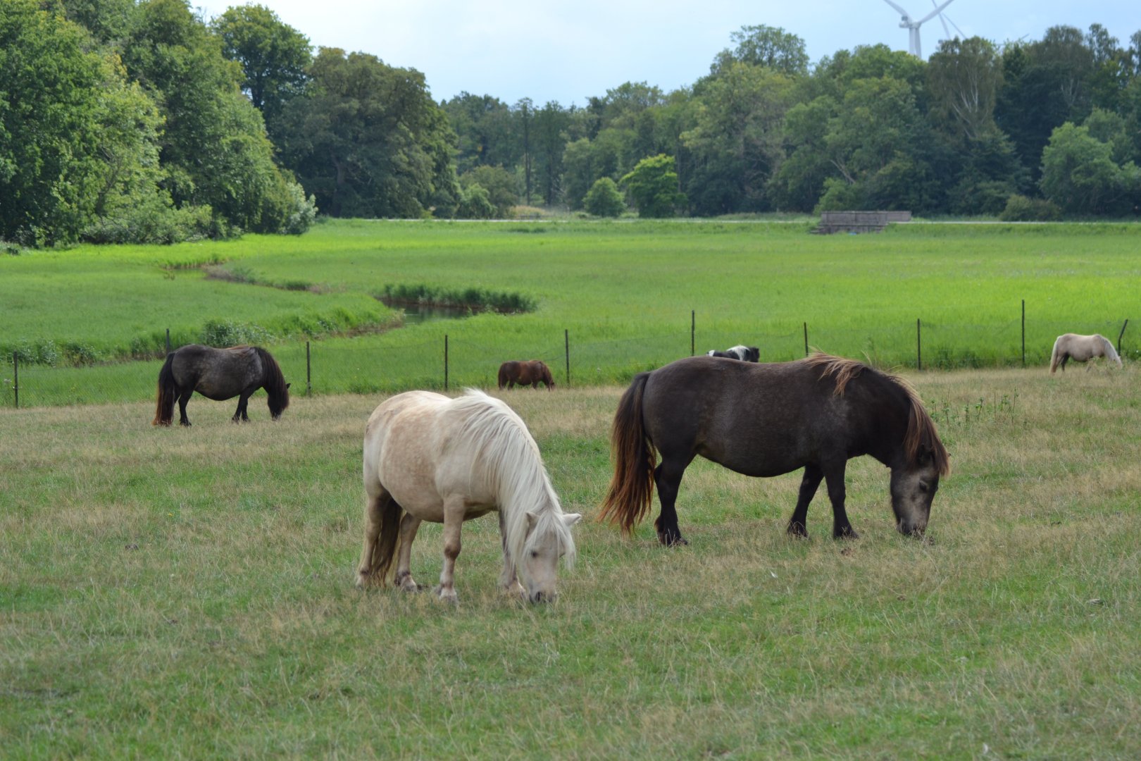 Shetland ponies at Bandholmmarken in Knuthenborg
