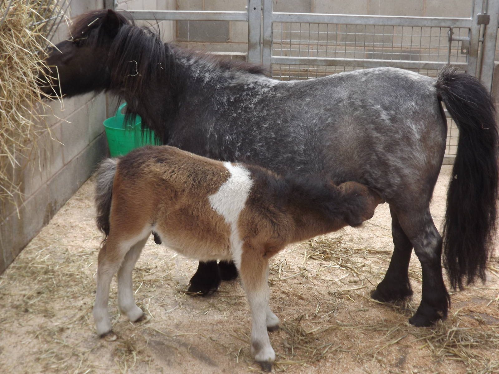 Shetland Ponies at Blackpool Zoo 19/05/12