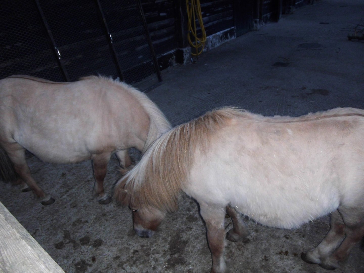 Shetland Ponies