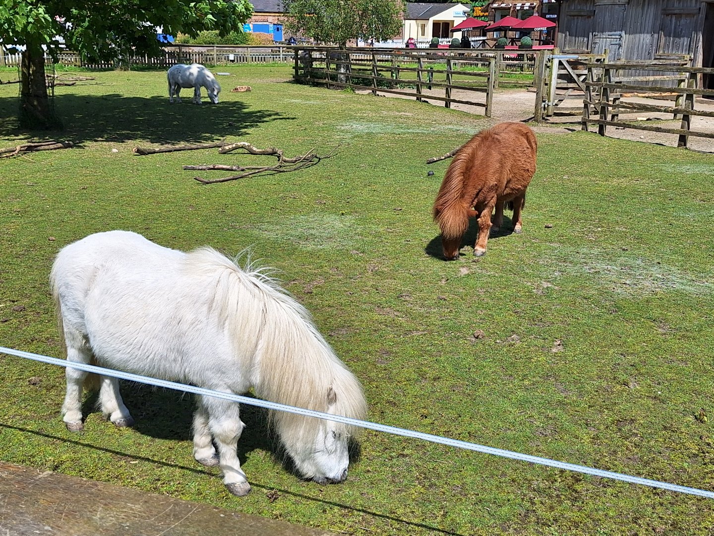 Shetland Ponies