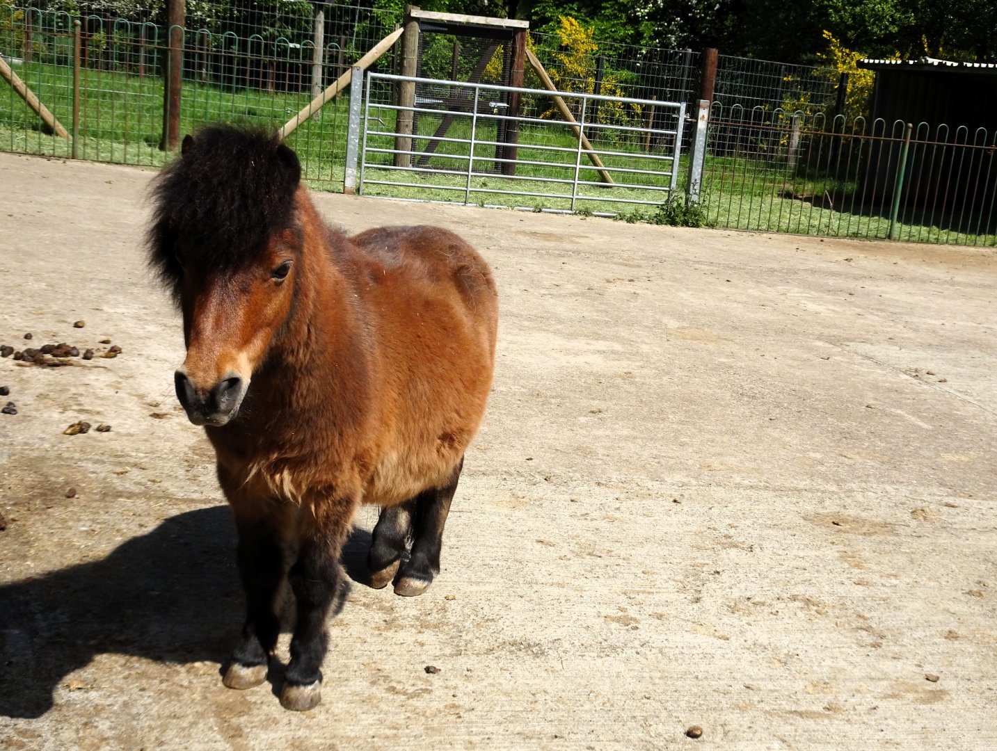Shetland Pony 22 May 2025