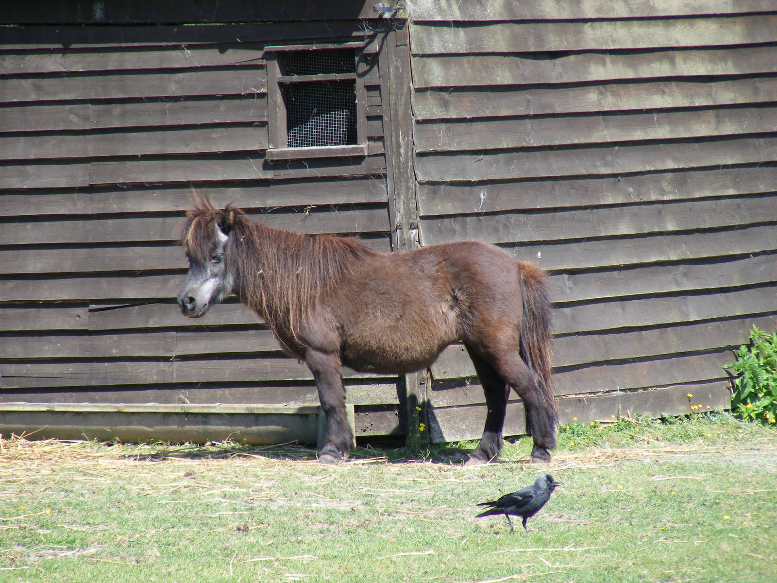 Shetland pony at Birdworld, 20 June 2010