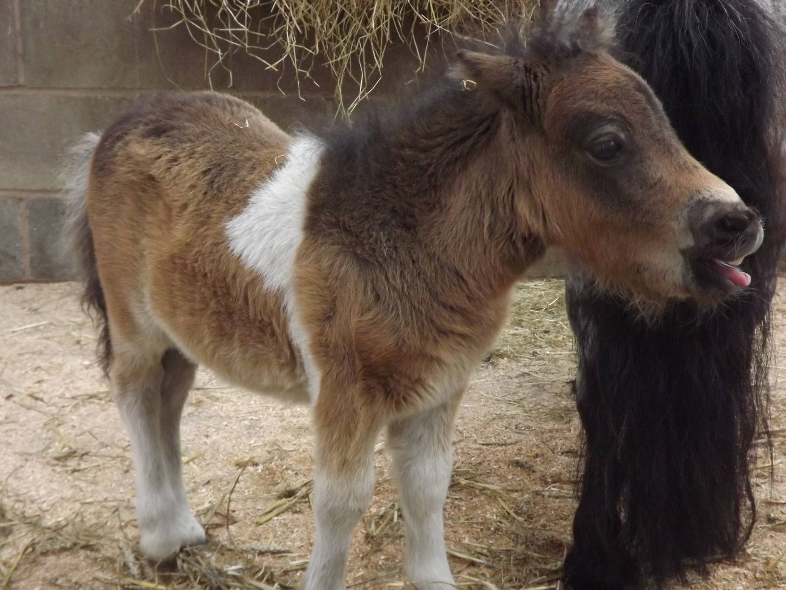Shetland Pony at Blackpool Zoo 19/05/12