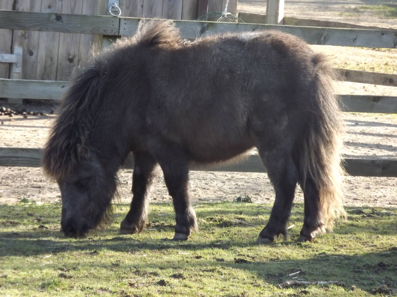 Shetland Pony at Flamingoland 19/02/12