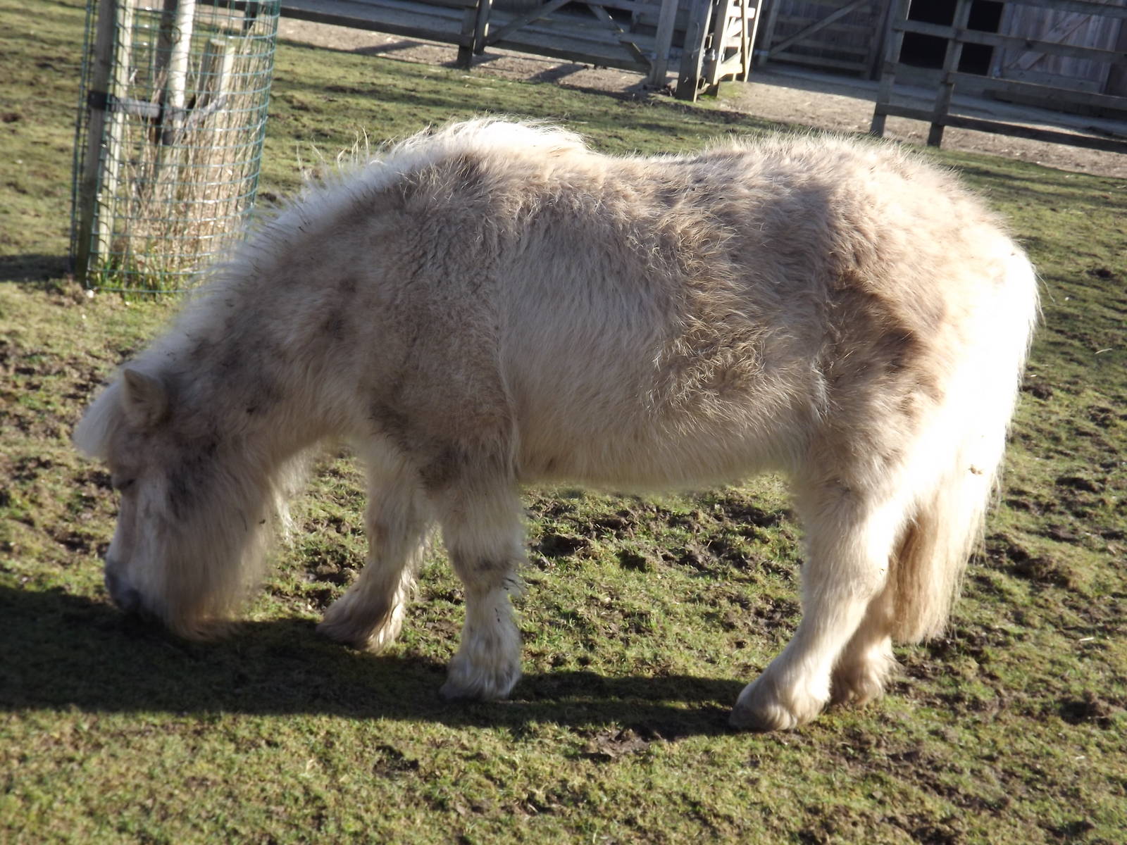 Shetland Pony at Flamingoland 19/02/12