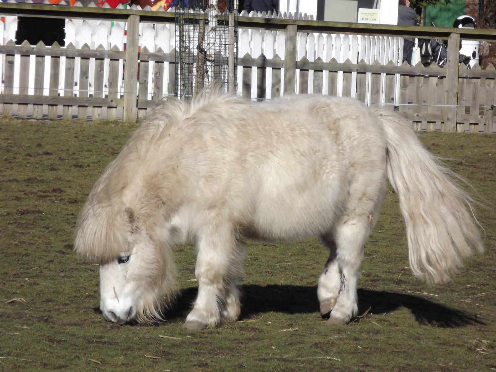 Shetland Pony at Flamingoland 19/02/12