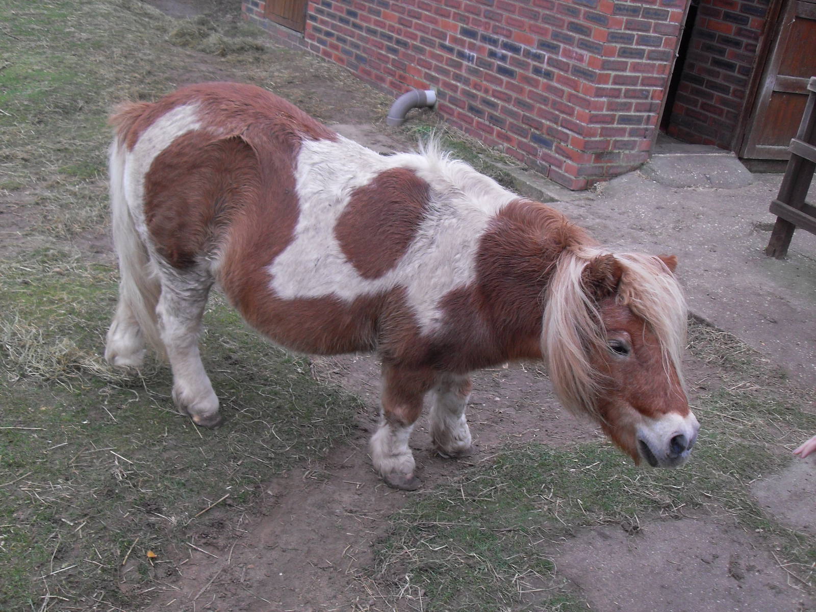 Shetland pony at The Seal Sanctuary Mablethorpe