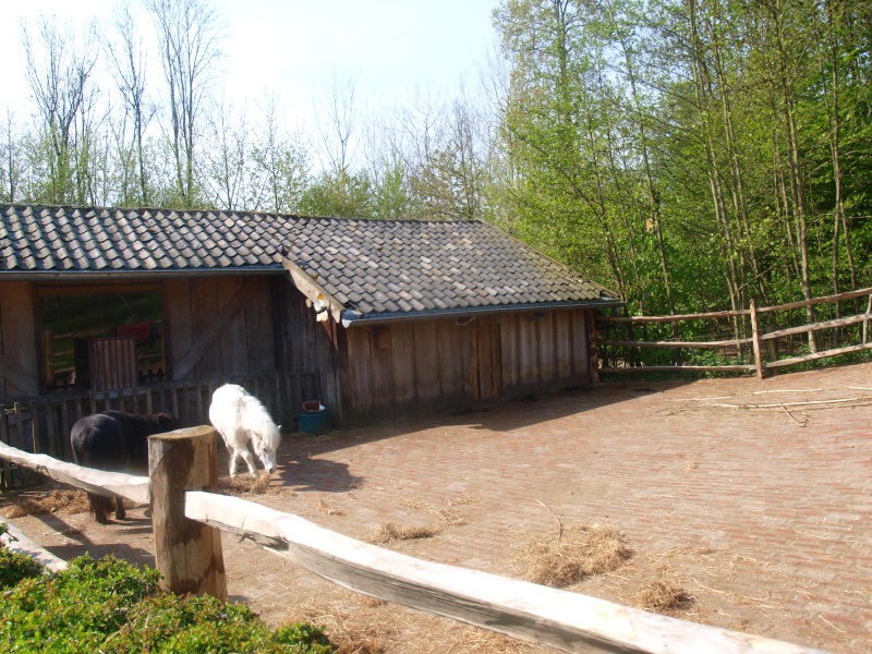 Shetland pony barn and hardstand (May 2nd, 2015)