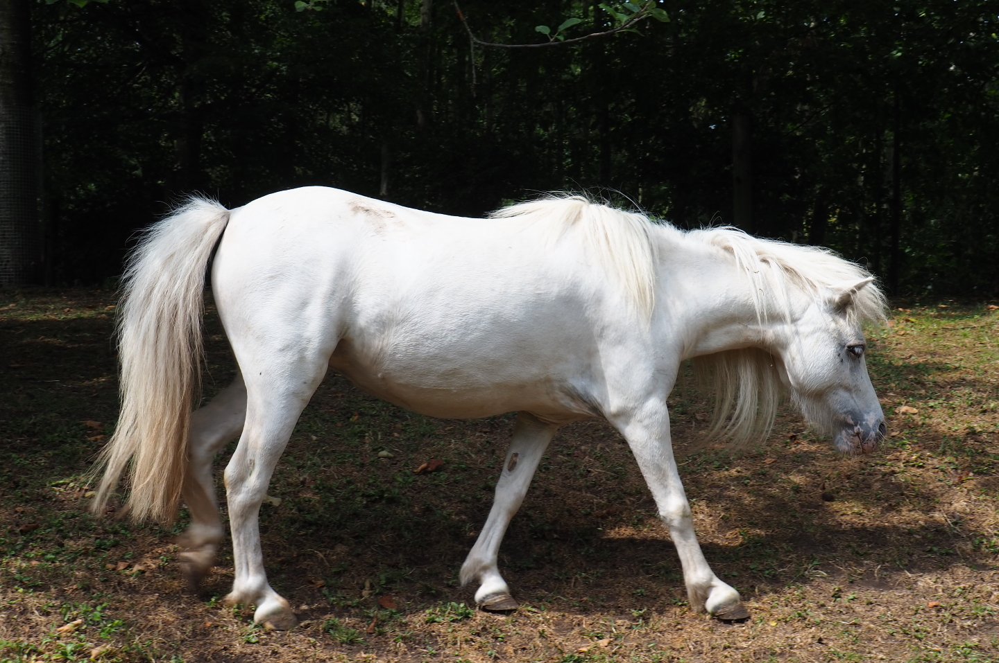 Shetland pony (Equus caballus), 2019-07-21