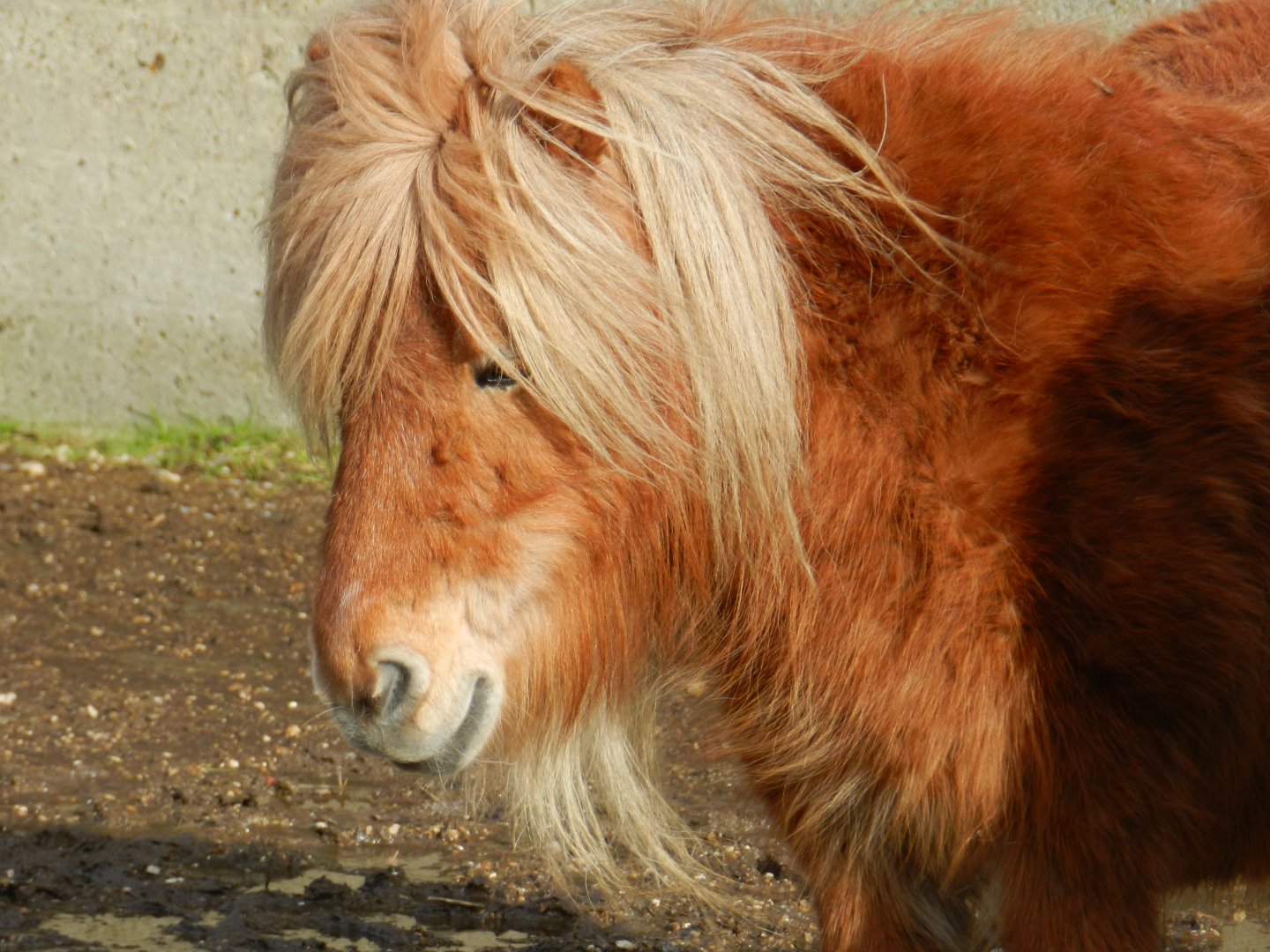 Shetland Pony (Equus caballus) at Hobbledown Adventure Farm Park and Zoo, England