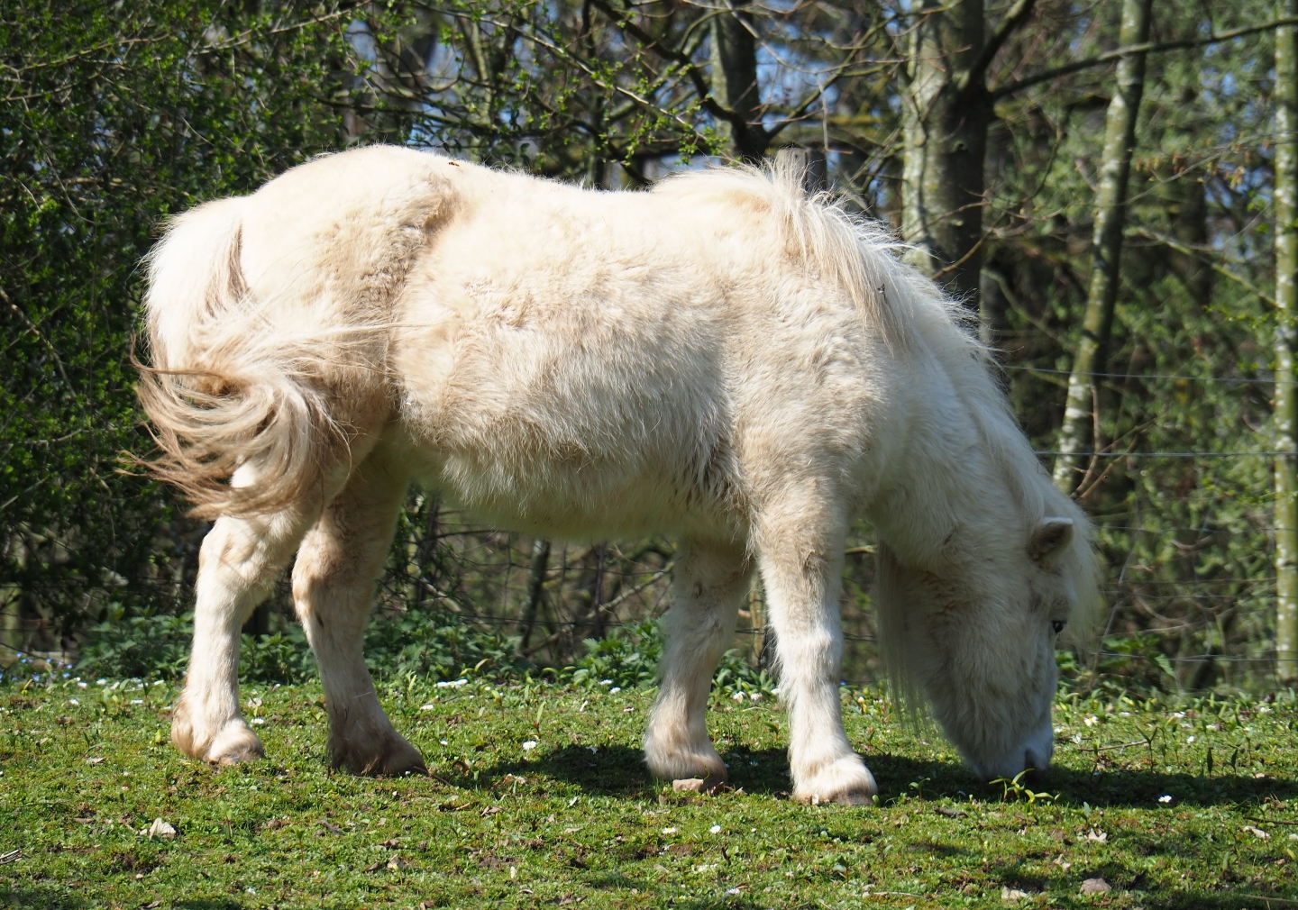 Shetland pony (Equus ferus caballus), 2019-03-30