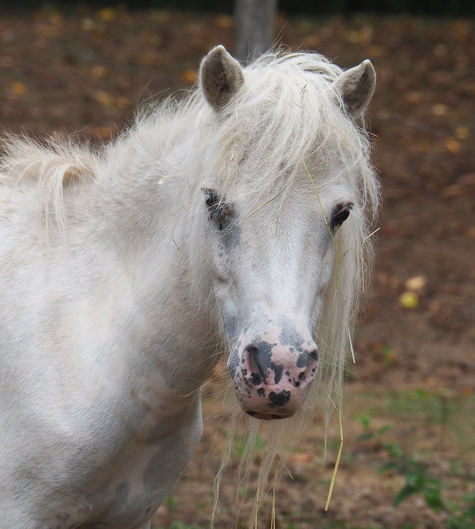 Shetland pony (Equus ferus caballus), 2022-08-20