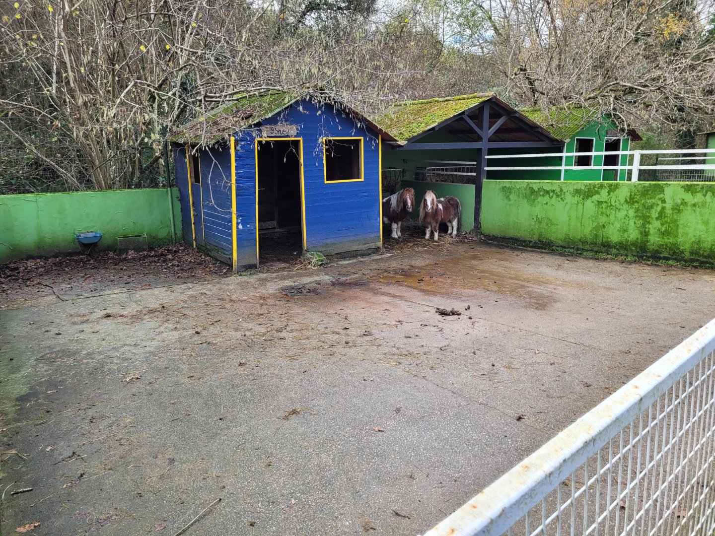 Shetland pony exhibit -Zoo de Santillana del Mar (2023)