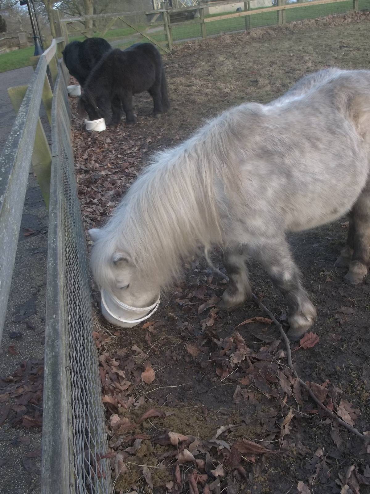 Shetland Pony feeding time, 18th January 2015