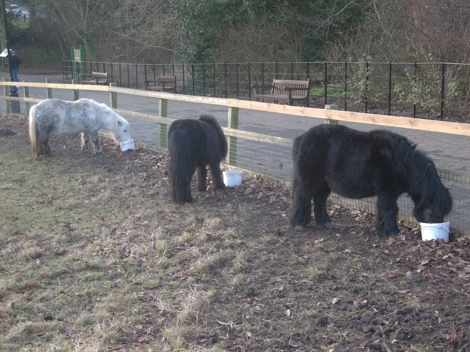 Shetland Pony feeding time, 18th January 2015