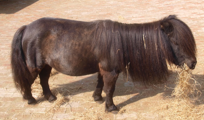 Shetland pony (May 2nd, 2015)