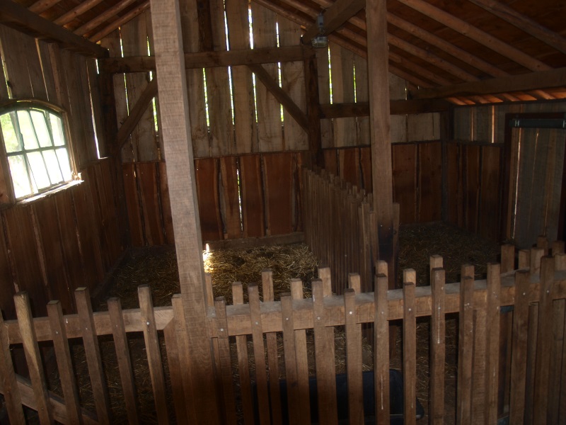 Shetland pony (May 2nd, 2015)