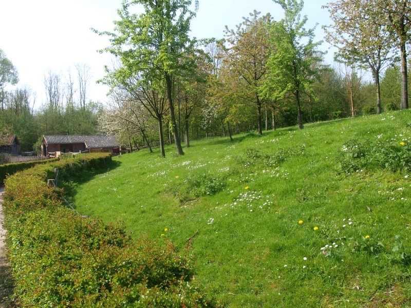 Shetland pony meadow (May 2nd, 2015)