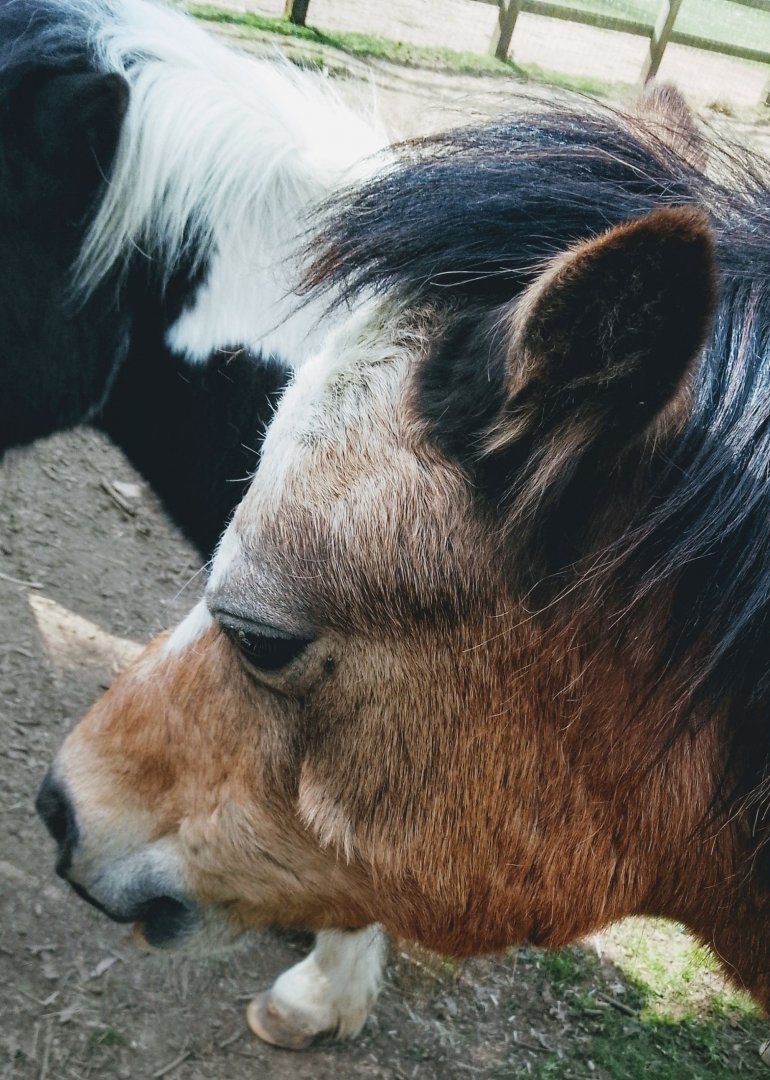 Shetland Pony side profile