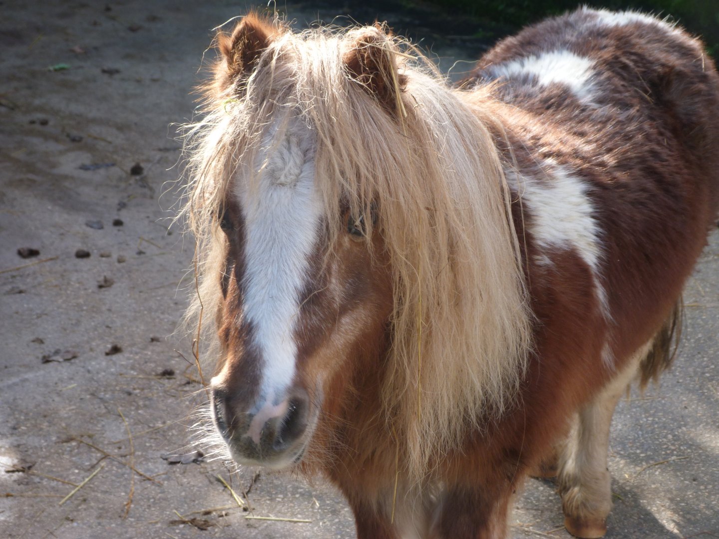 Shetland pony -Zoo de Santillana del Mar (2024)