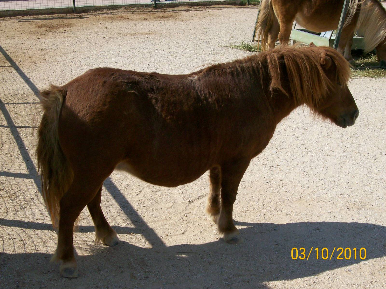 Shetland pony