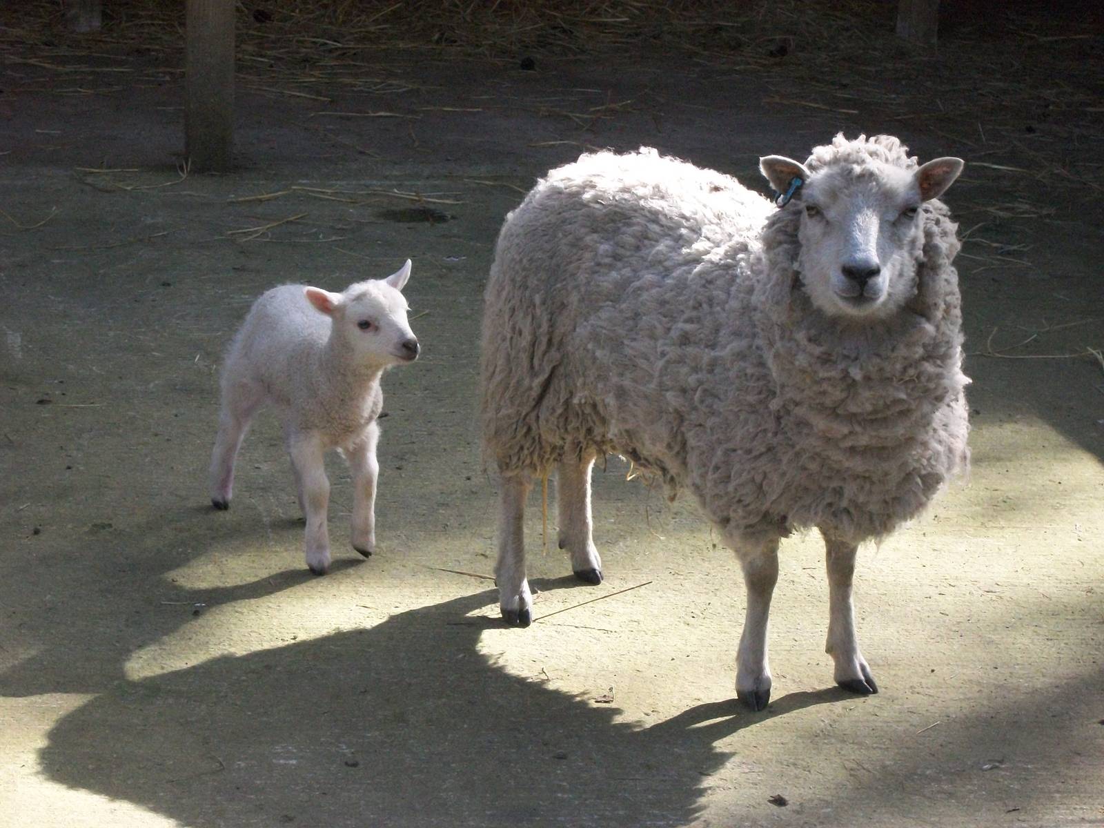 Shetland Sheep and lamb, 11th April 2014