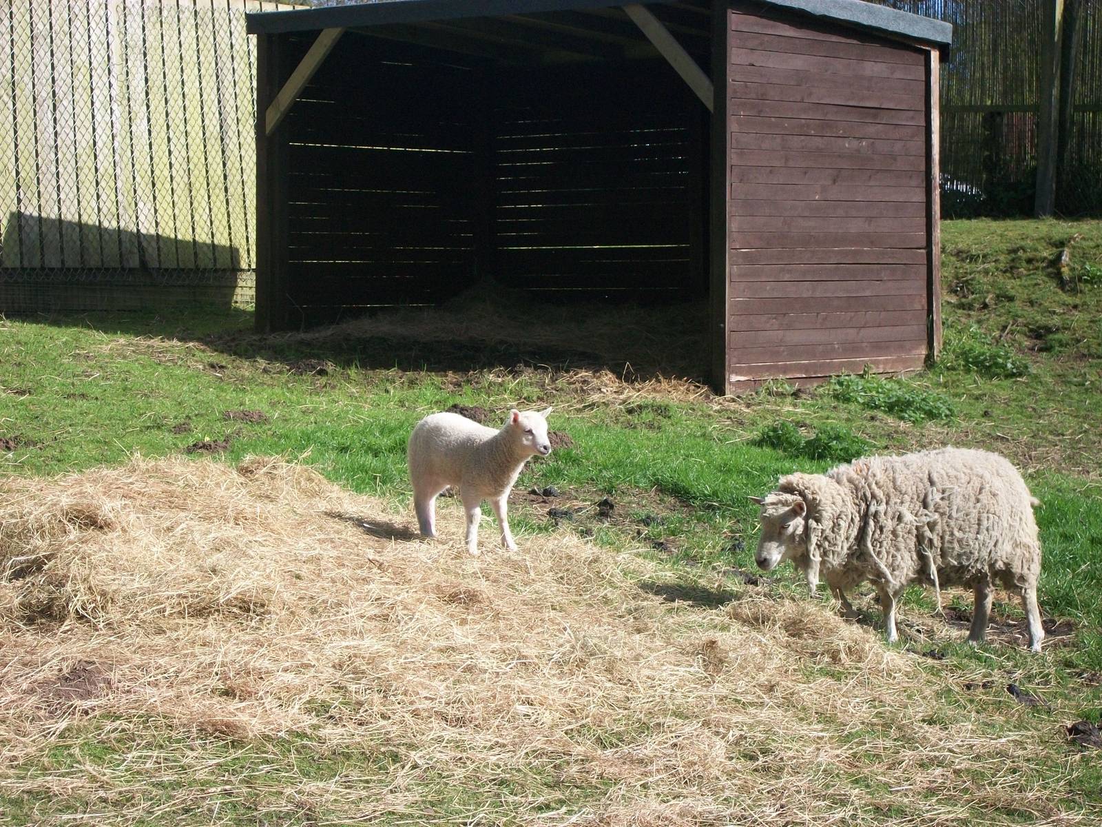 Shetland Sheep with lamb, 2nd May 2014