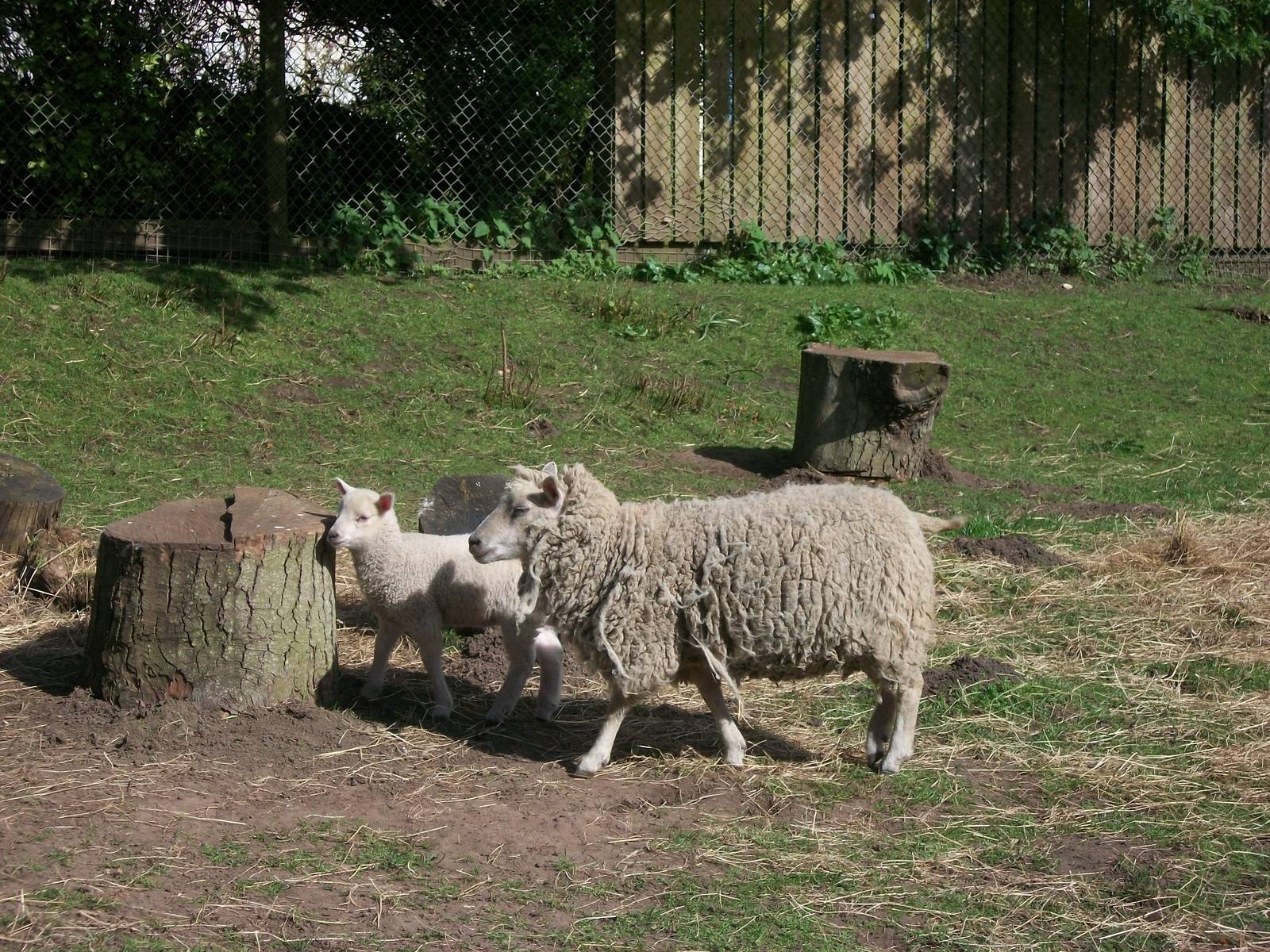 Shetland Sheep with lamb, 2nd May 2014
