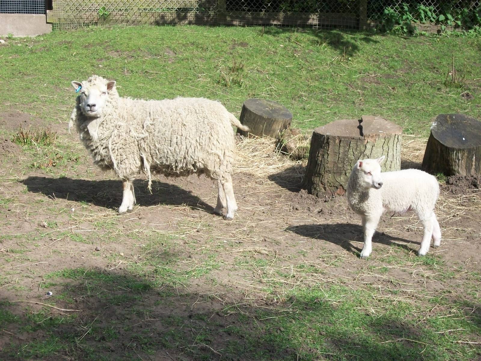 Shetland Sheep with lamb, 2nd May 2014