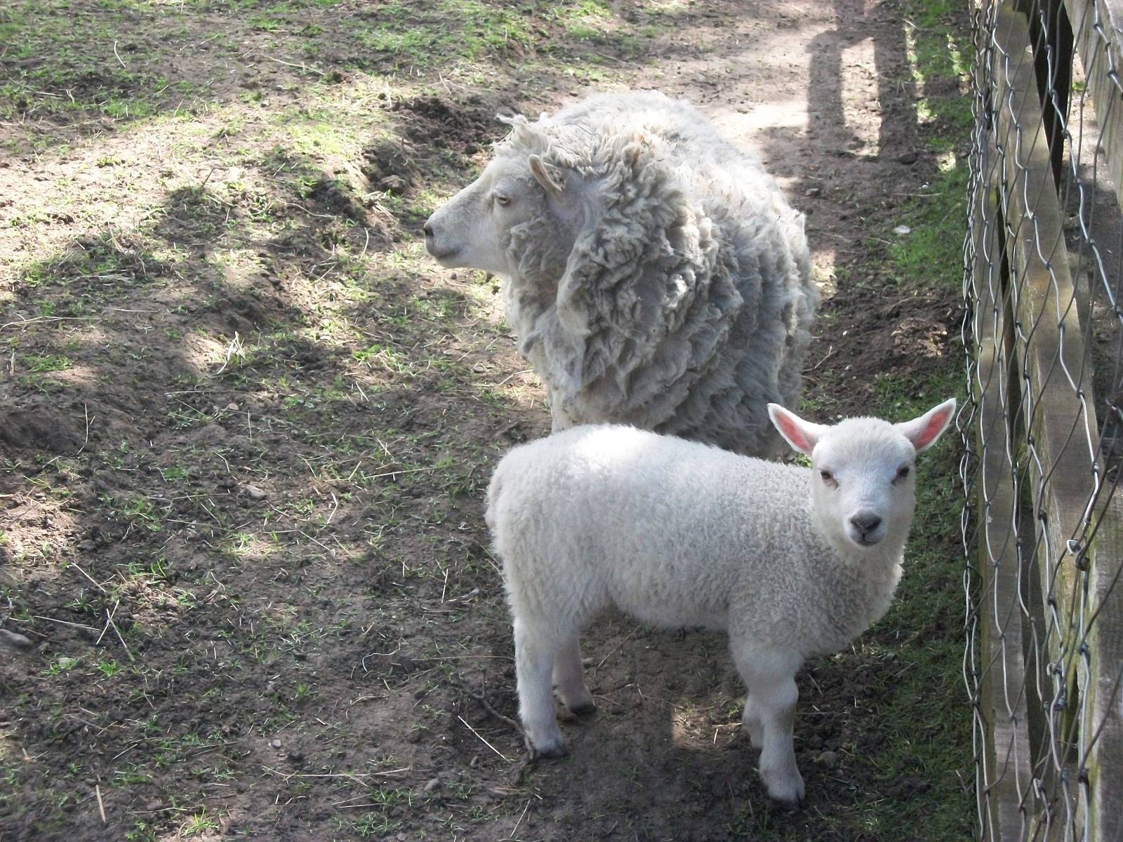 Shetland Sheep with lamb, 2nd May 2014