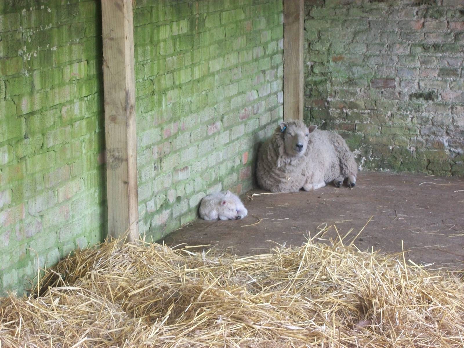 Shetland Sheep with lamb born on 5th April; 6th April 2014