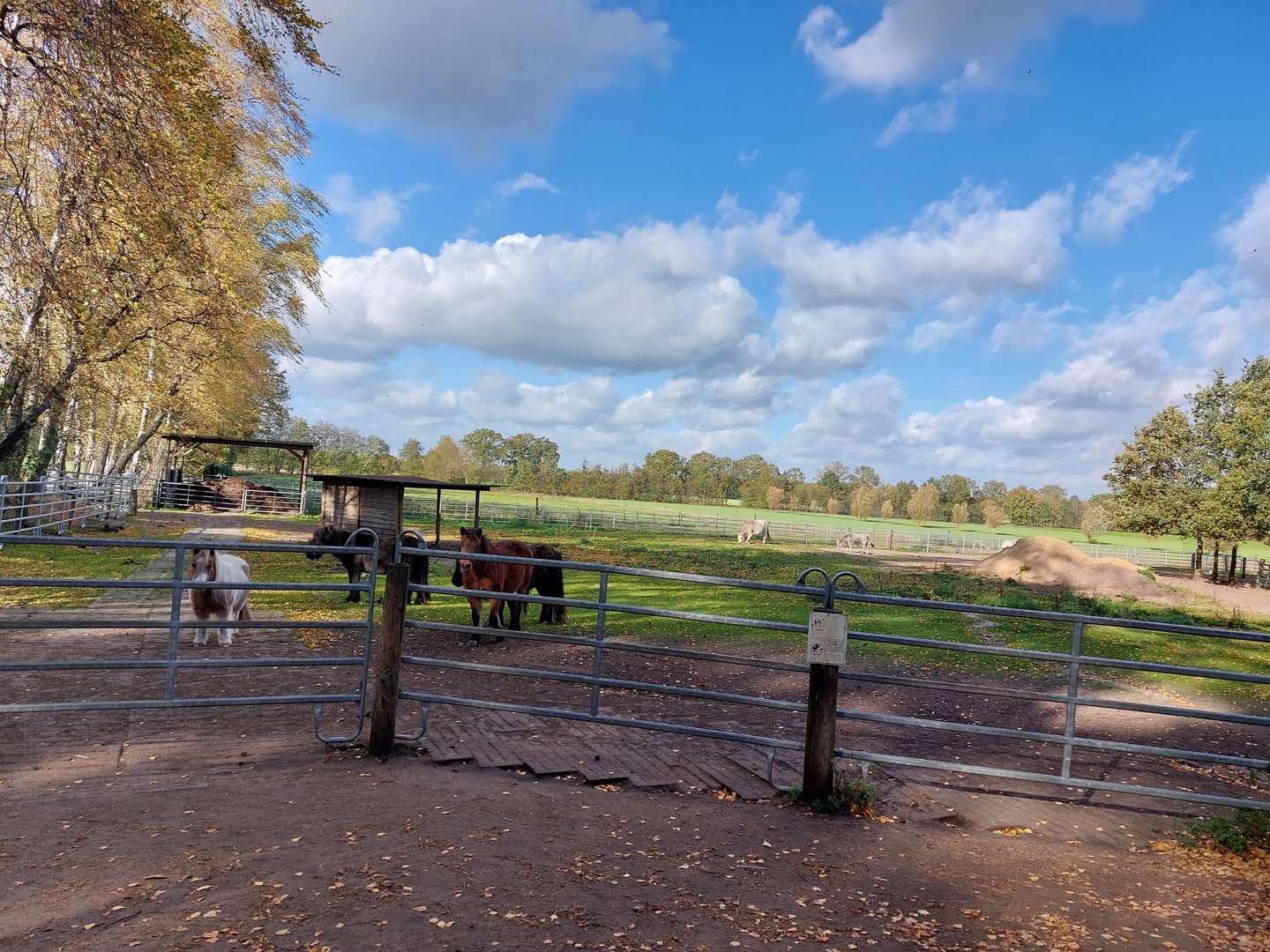 Shetlandponys and hungarian Greycattle