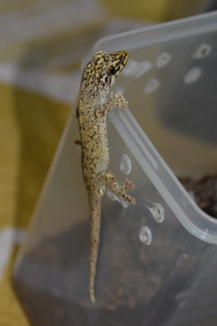 Shibata's gecko (Gekko shibatai)