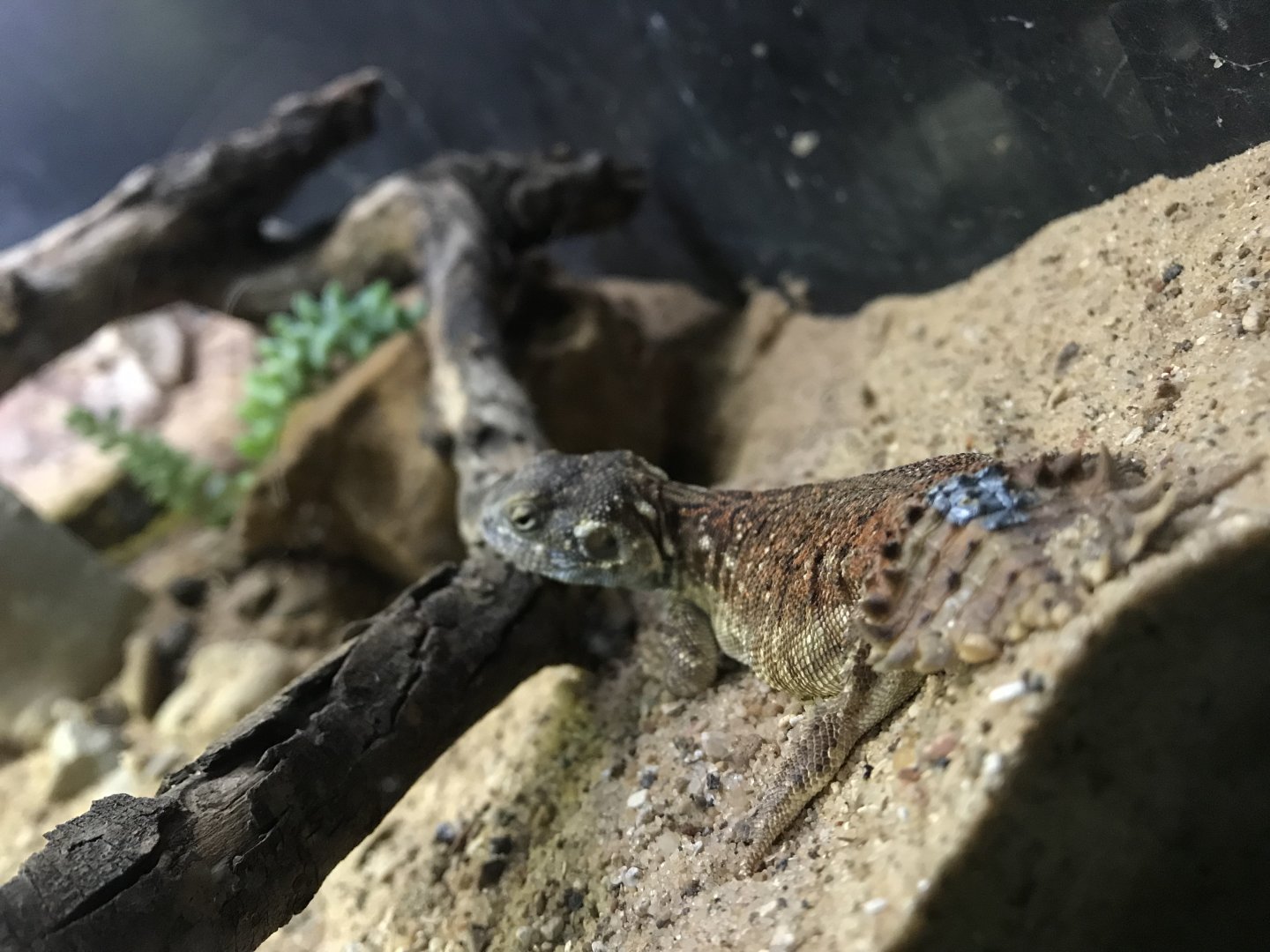 Shield Tail Agama (Xenagama taylori)