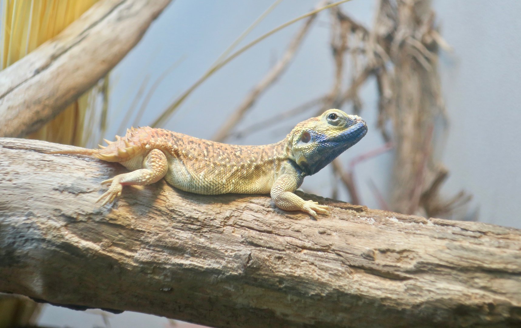 Shield-Tailed Agama (Xenagama taylori)